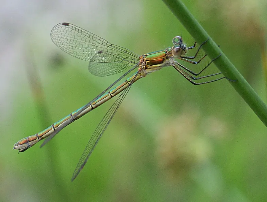The Lestes card