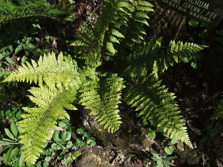 La carte Polystichum braunii