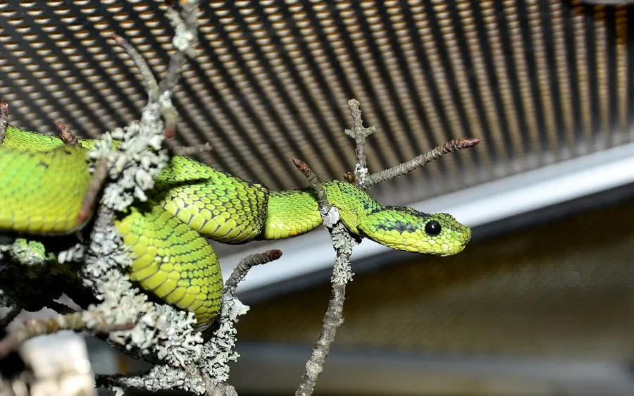 The Atheris nitschei card