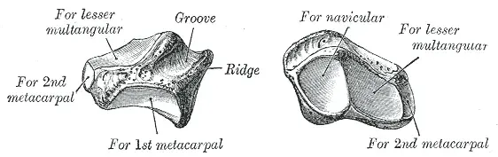 La carte Os trapèze