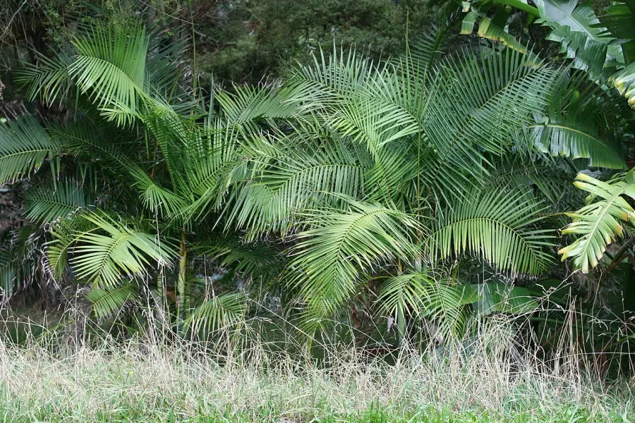 La carte Dypsis
