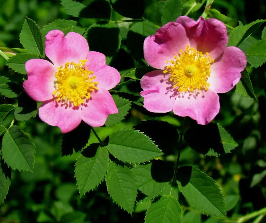 La carte Rosa carolina