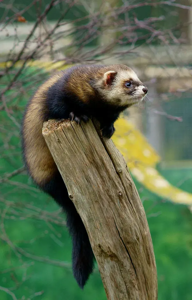La carte Mustela putorius