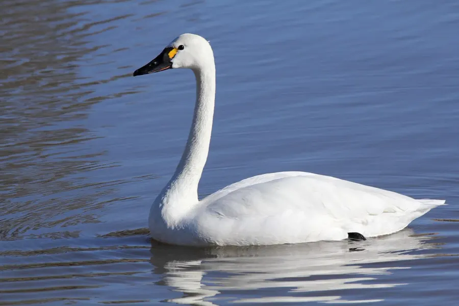 The Tundra swan card