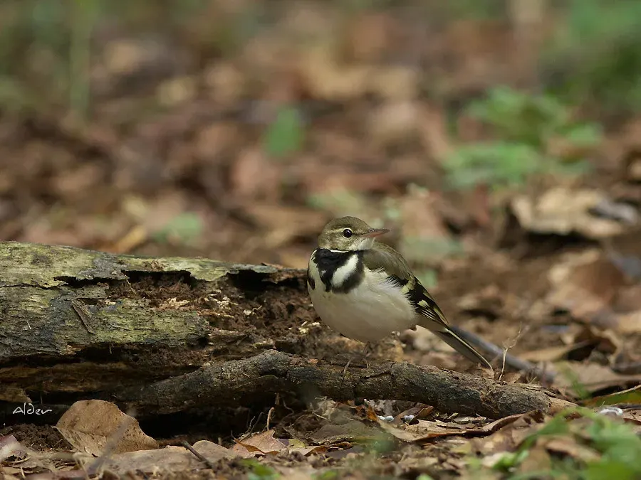 The Forest wagtail card