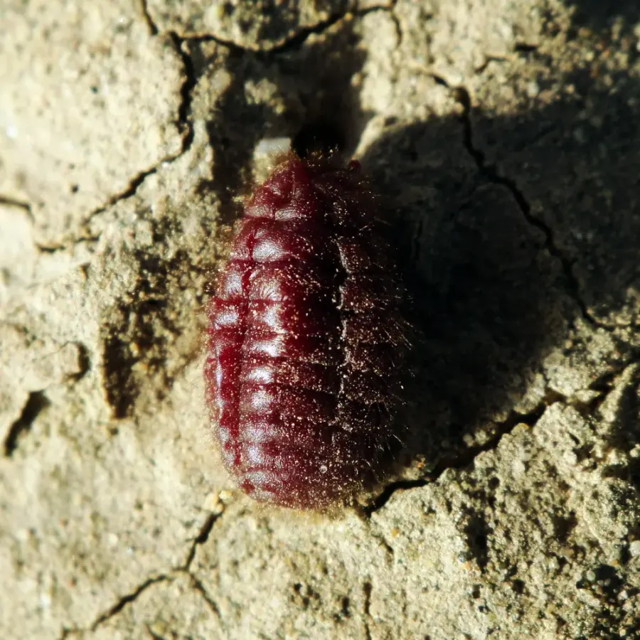 La carte Margarodidae