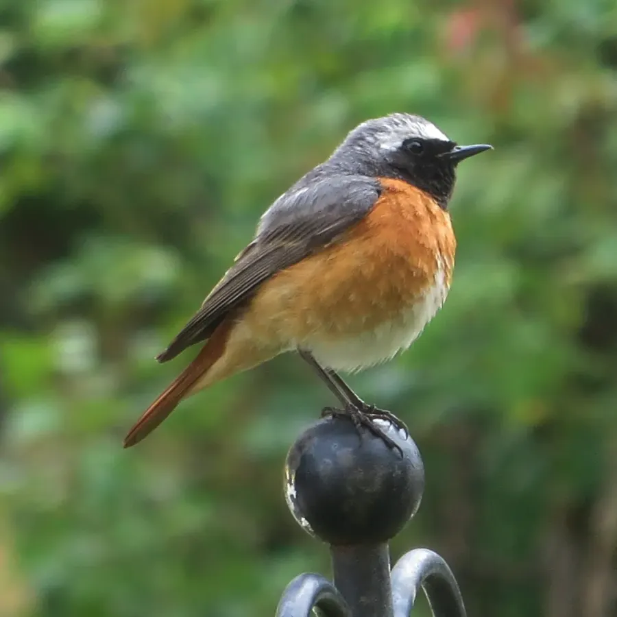 The Common redstart card