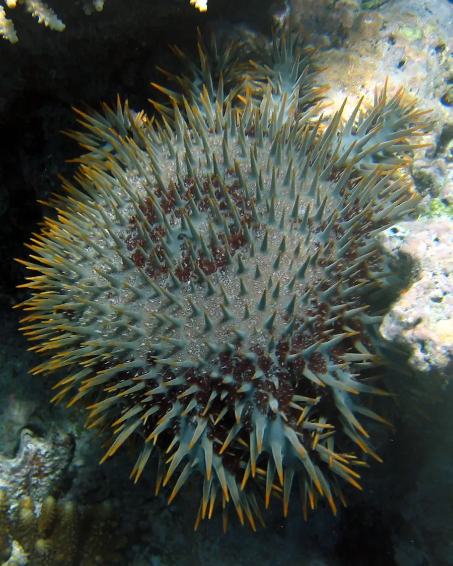 La carte Acanthaster planci