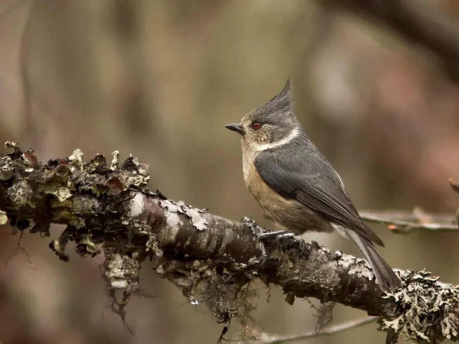The Grey-crested tit card