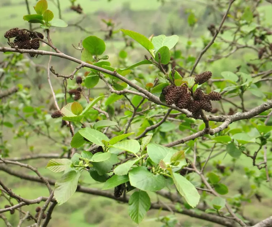 La carte Alnus subcordata