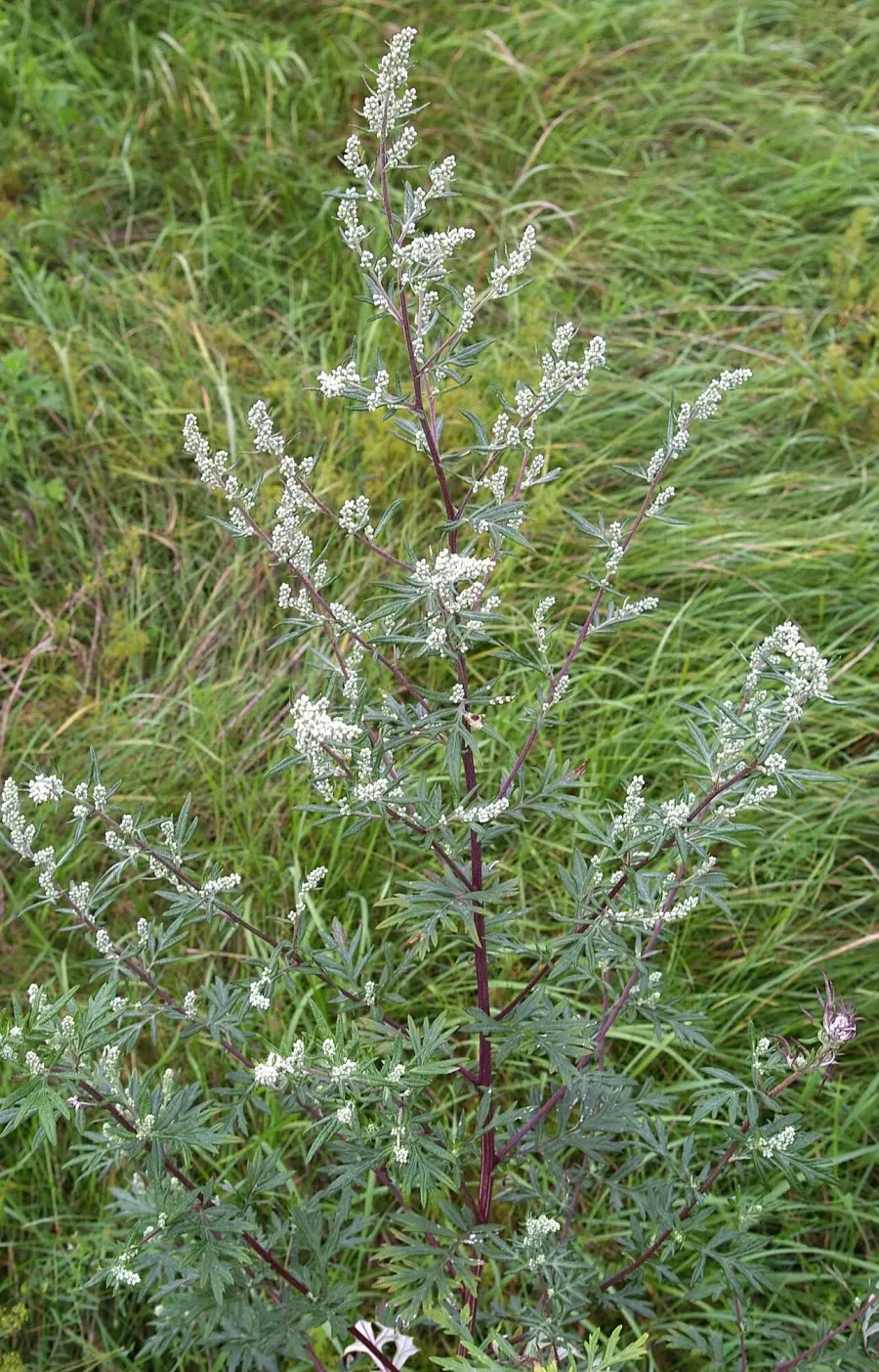 La carte Artemisia vulgaris