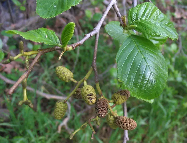 The Alnus rhombifolia card