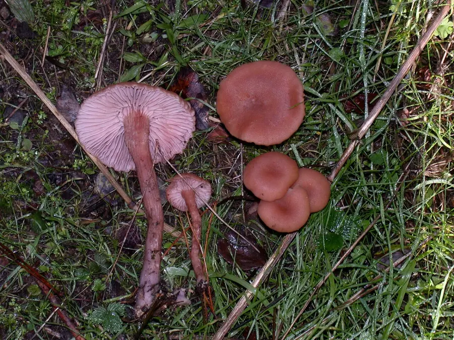 La carte Laccaria
