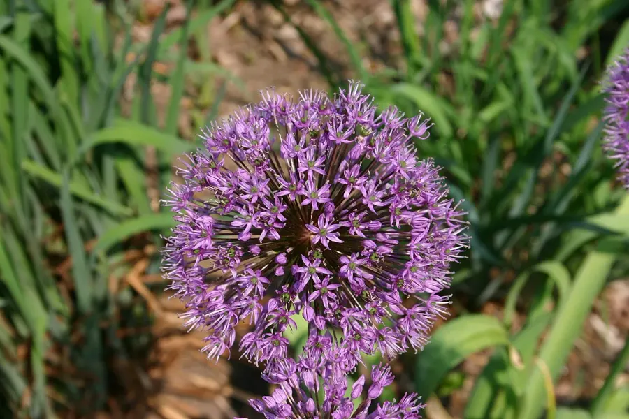 La carte Allium aflatunense