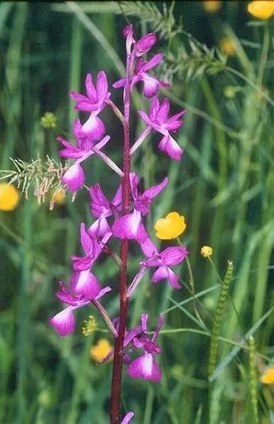 The Anacamptis laxiflora card