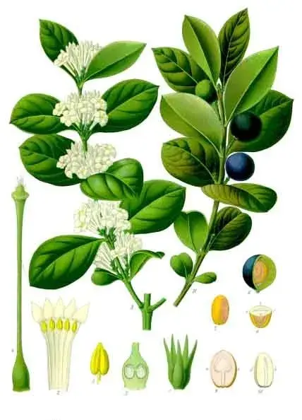 La carte Acokanthera schimperi