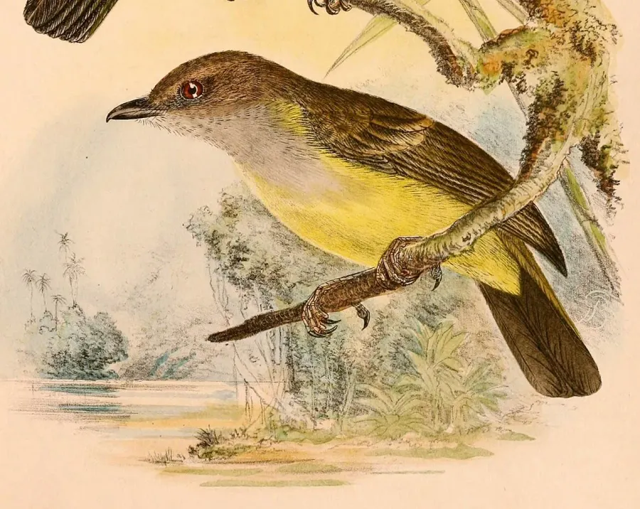 La carte Siffleur à ventre jaune