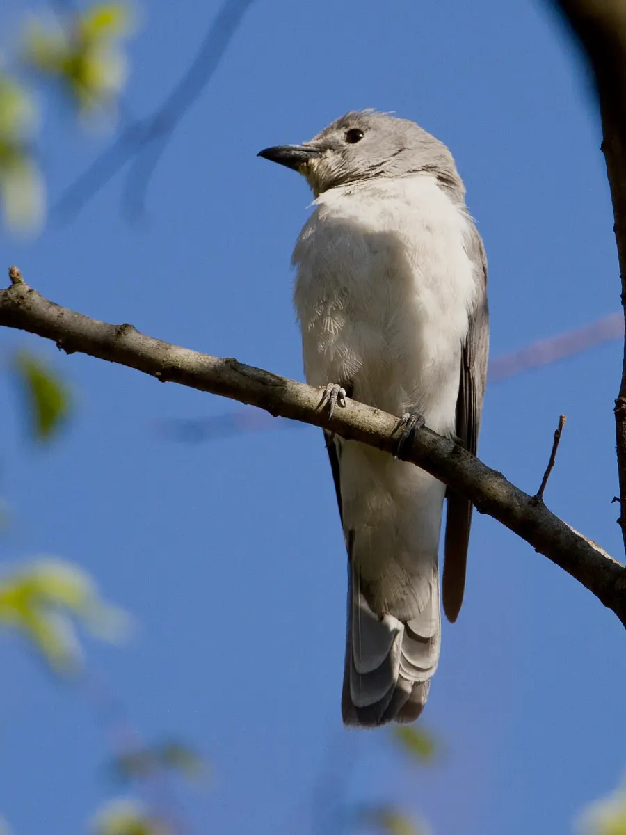 The White-breasted cuckooshrike card