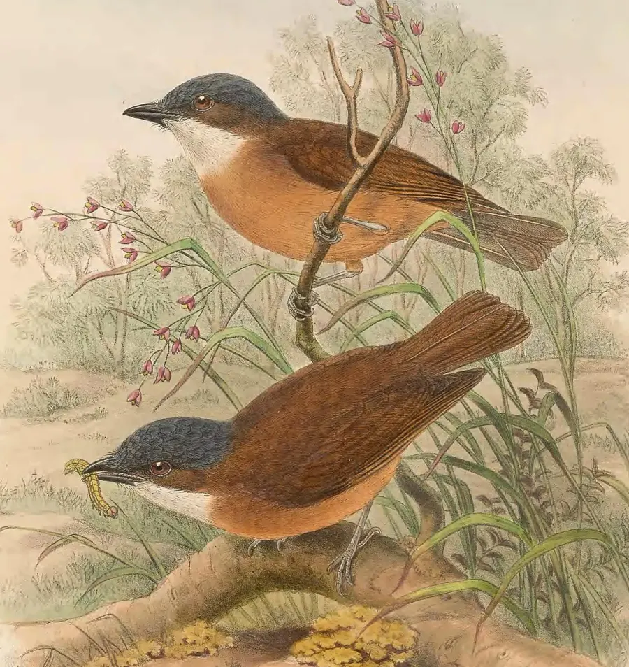 The Rusty whistler card