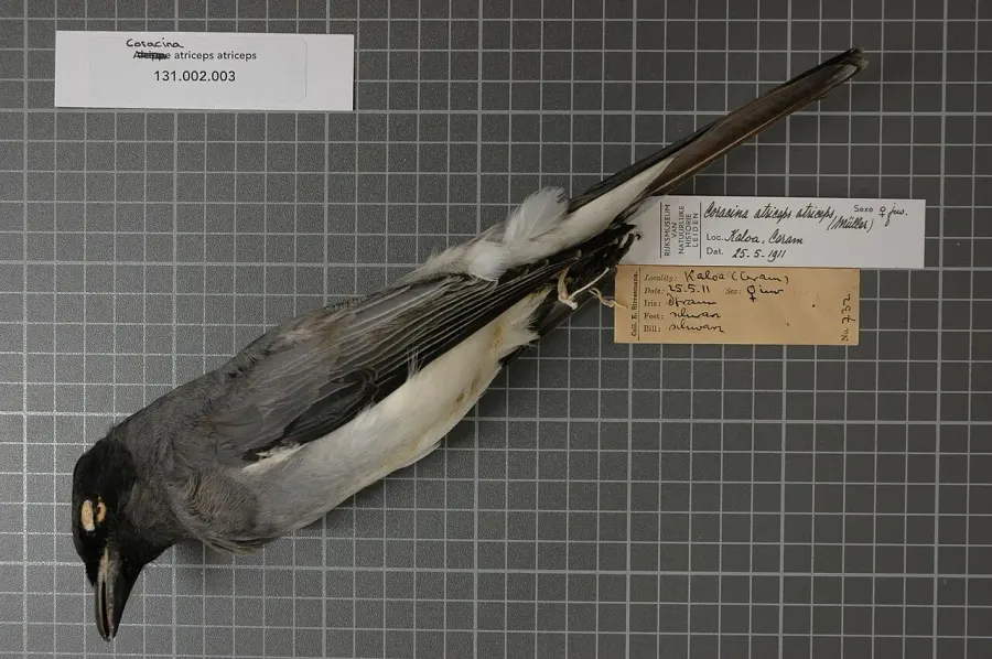 The Moluccan cuckooshrike card