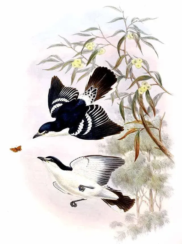 The White-browed triller card