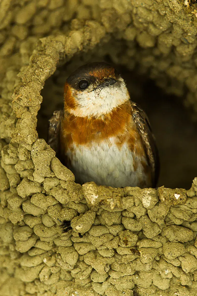 The Chestnut-collared swallow card
