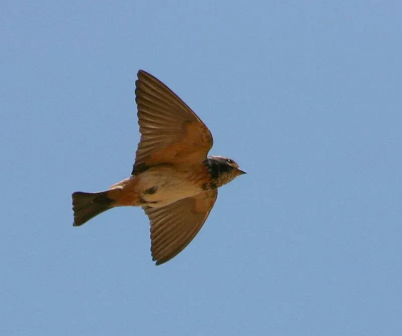 The South African cliff swallow card