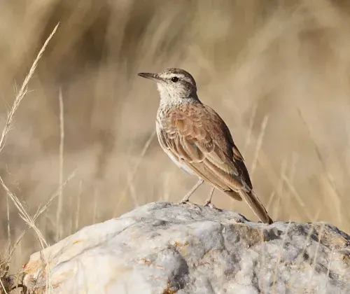 The Benguela long-billed lark card