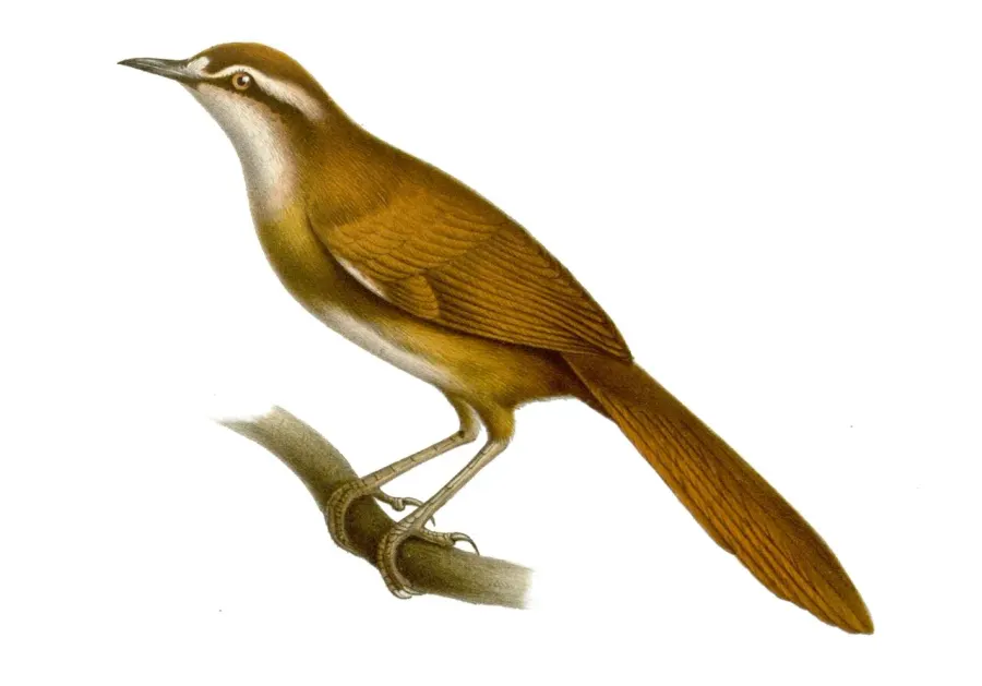 The New Caledonian thicketbird card
