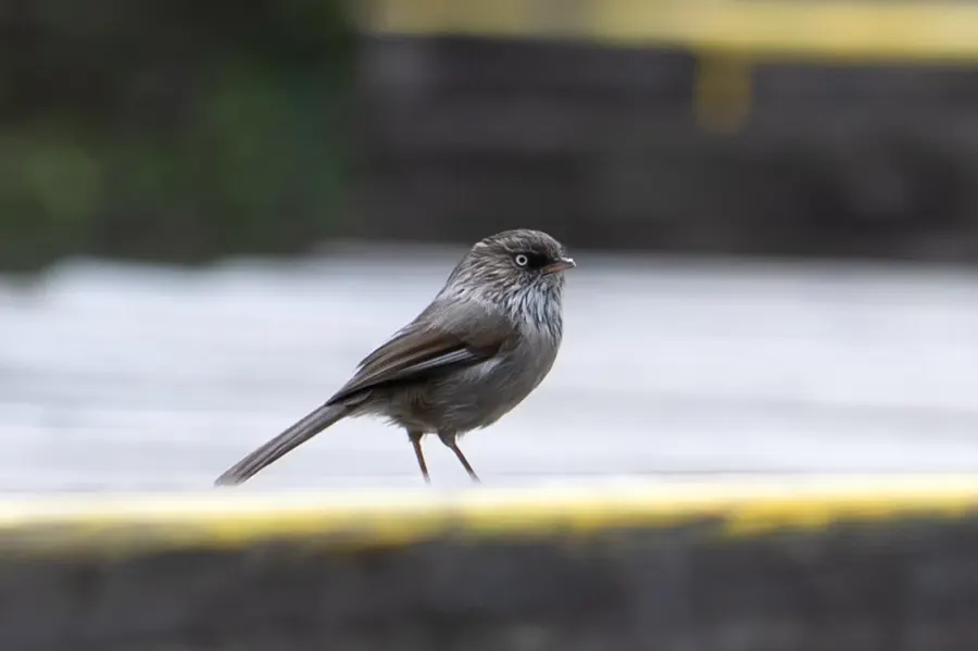 The Chinese fulvetta card