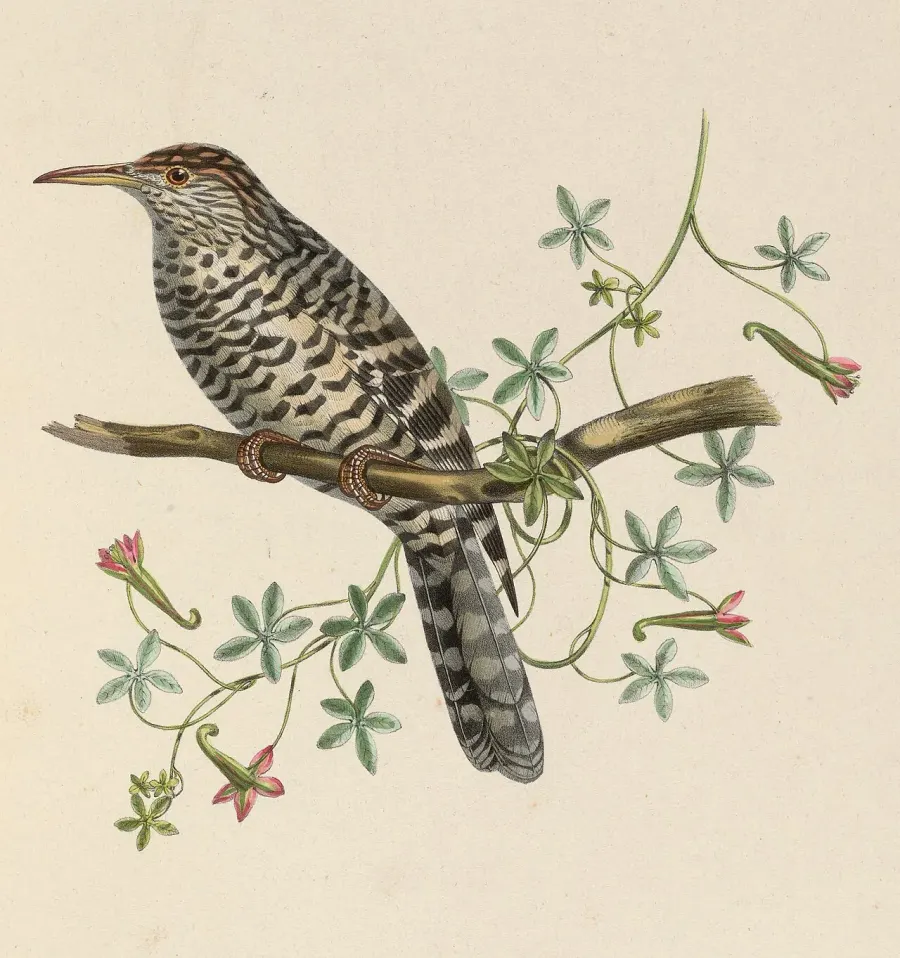 The Gray-barred wren card