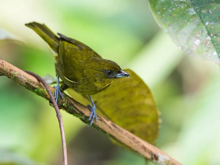 The Yellow-green tanager card