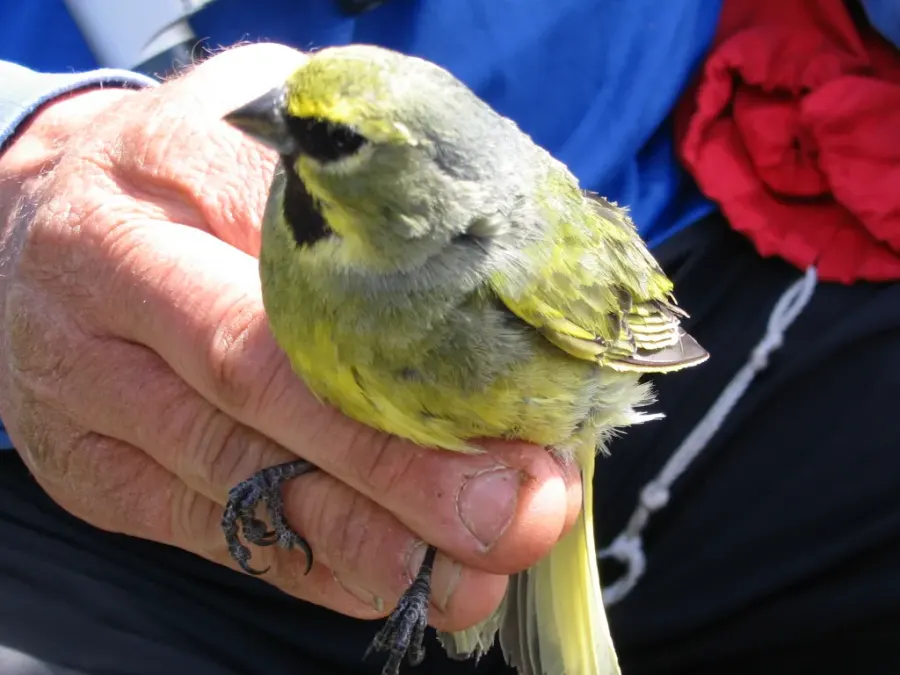 The Yellow-bridled finch card