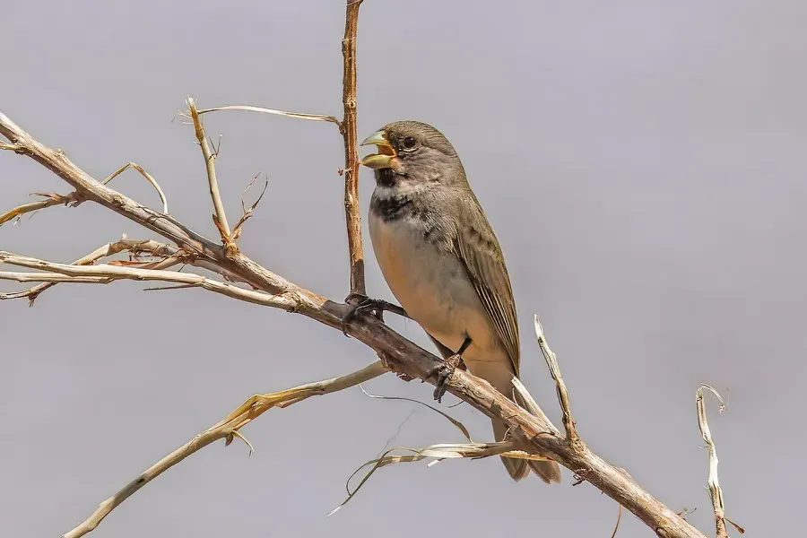 The Double-collared seedeater card