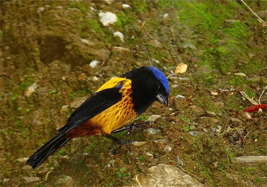 The Golden-backed mountain tanager card