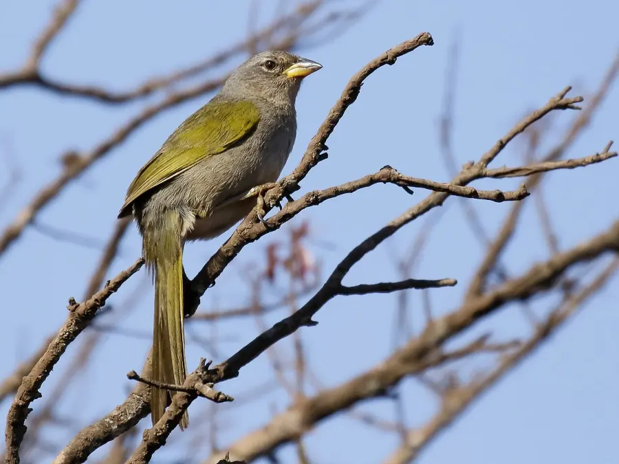 The Serra finch card