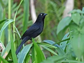 The Pale-eyed blackbird card