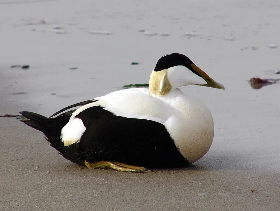 The Common eider card