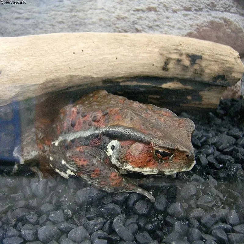 La carte Bufo japonicus