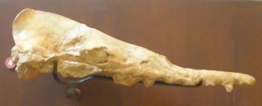 La carte Basilosauridae