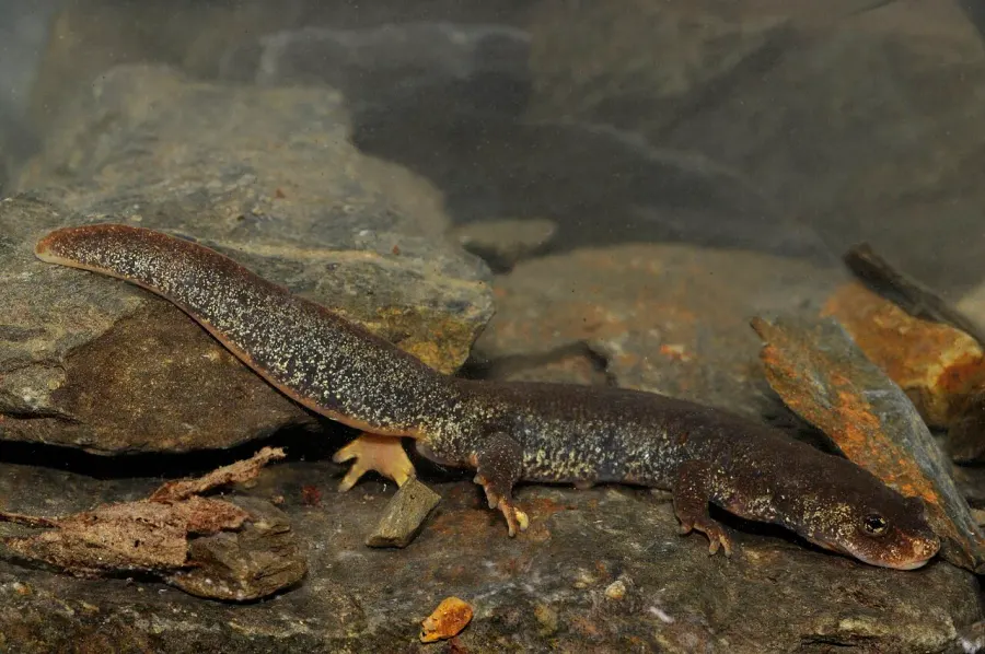 The Montseny brook newt card