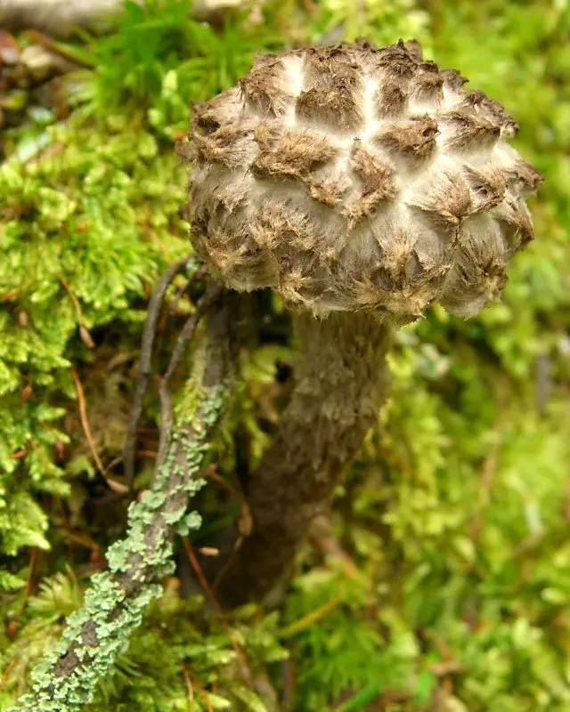 La carte Strobilomyces