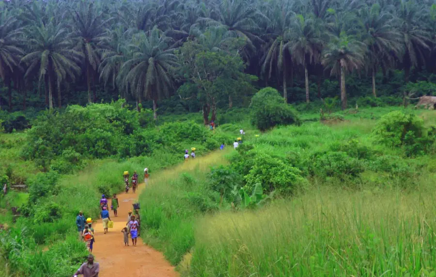 The Guinean forest–savanna mosaic card