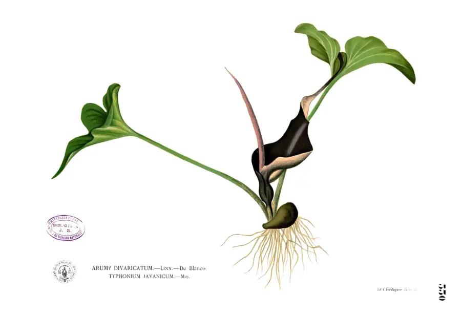 La carte Typhonium