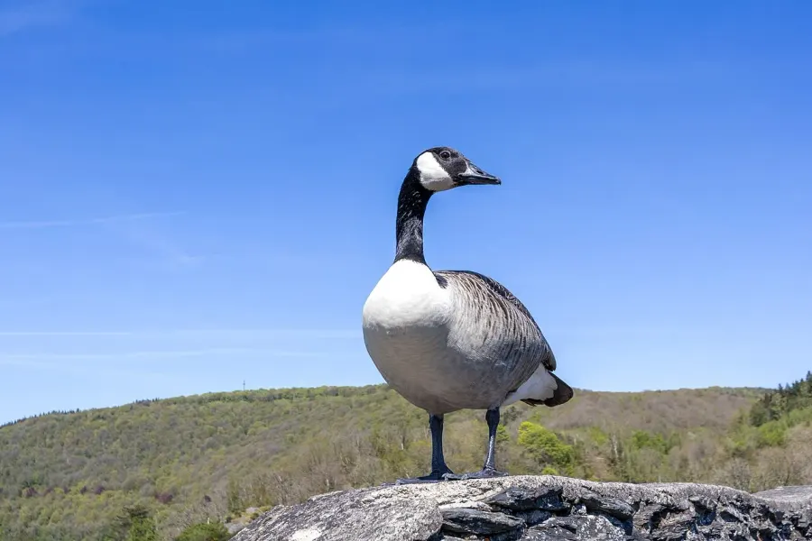 The Canada goose card