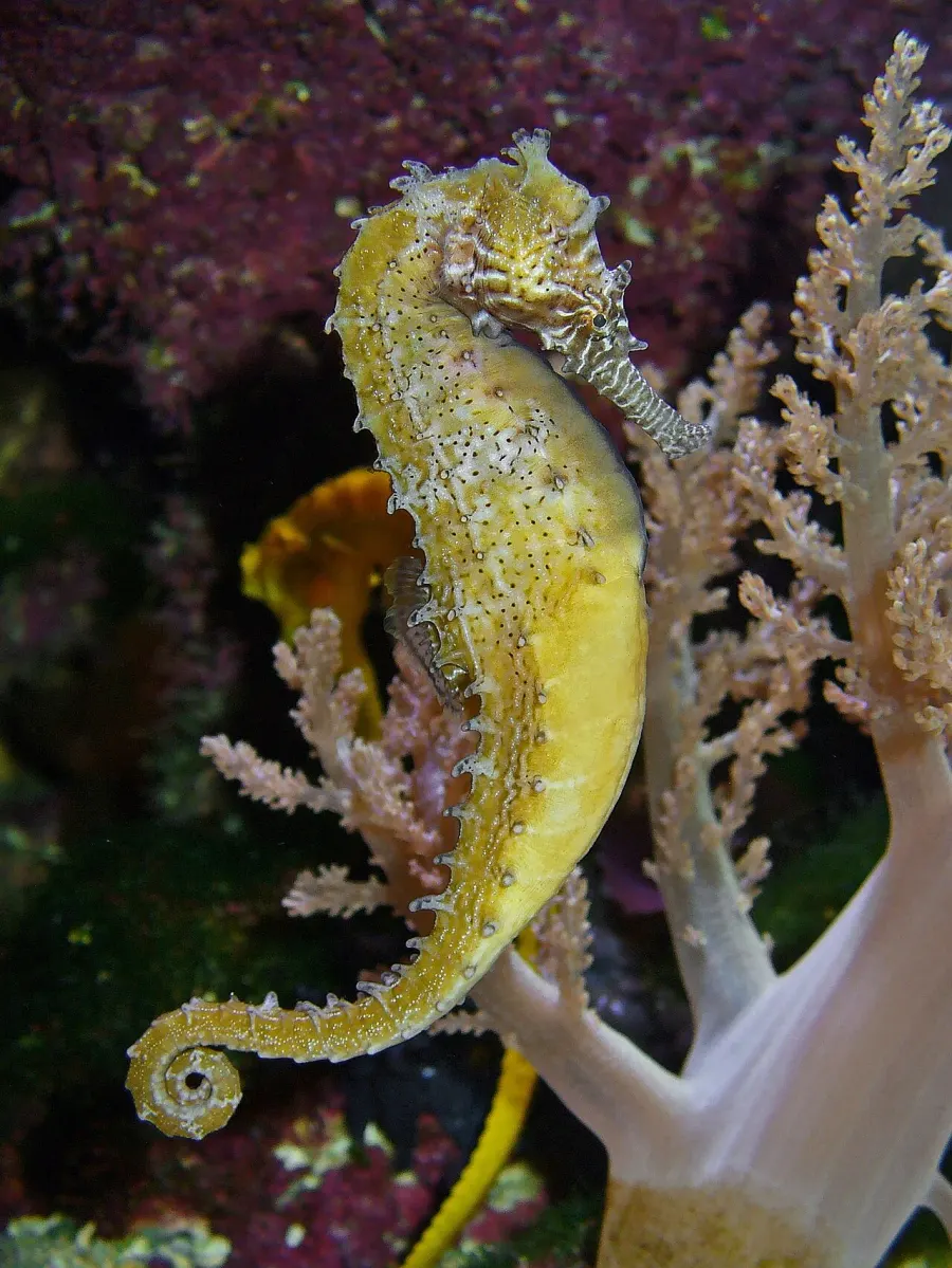 The Barbour's seahorse card