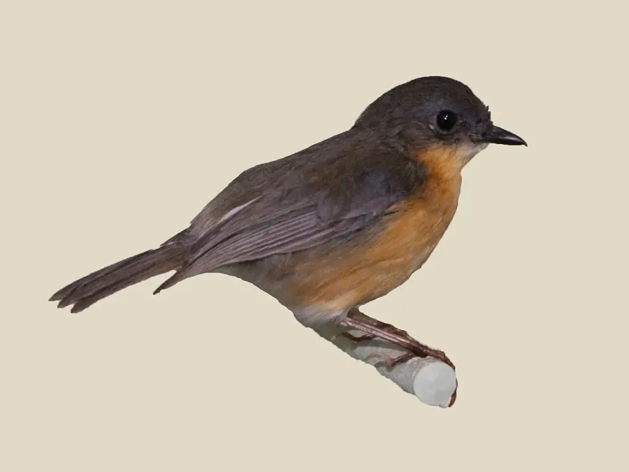 La carte Rougegorge de Gunning