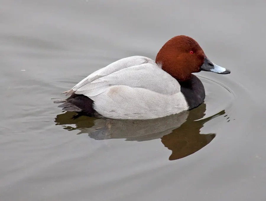 The Common pochard card