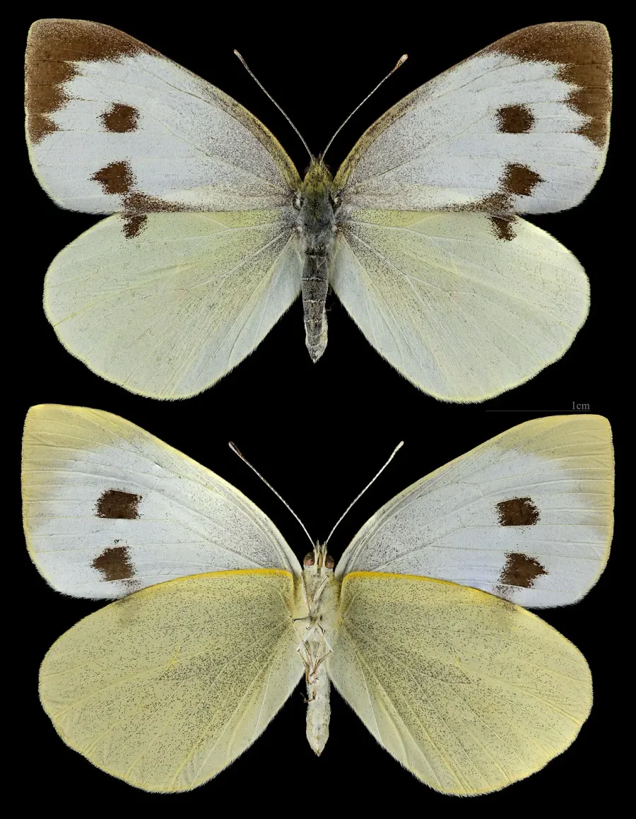 The Pieris brassicae card