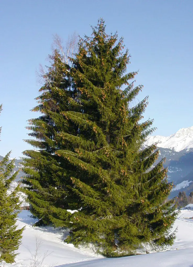 La carte Picea